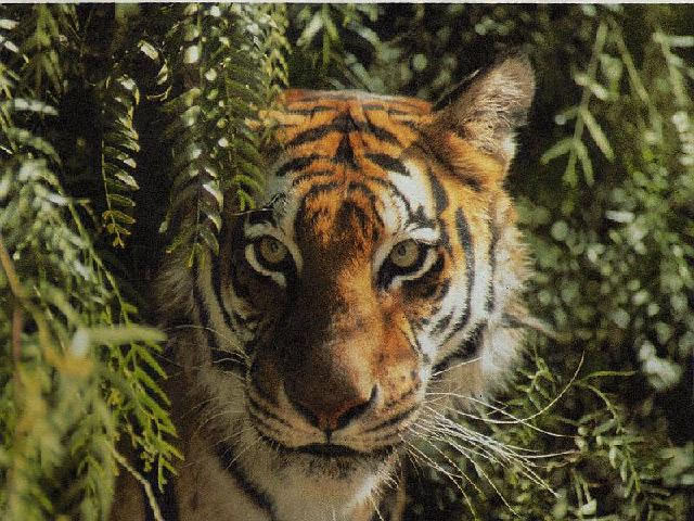 Der Herrscher des Dschungels, der Tiger!!